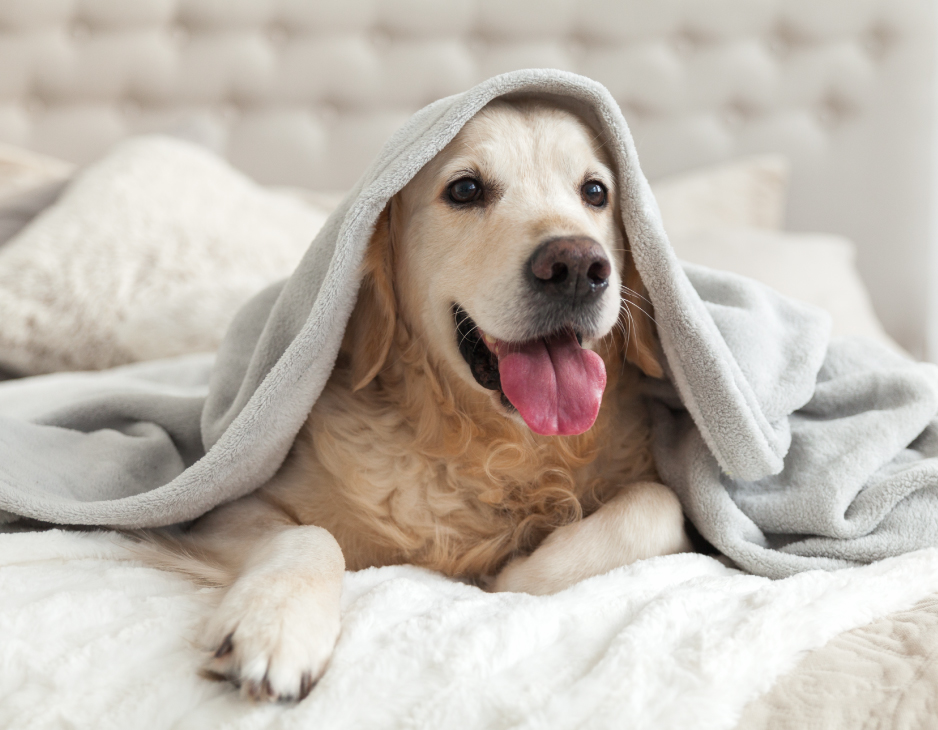 GeorgianTerrace-03a-RoomsSuites-DogFriendly
